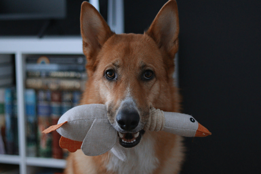 Best Toys for Dogs to Reduce Boredom 